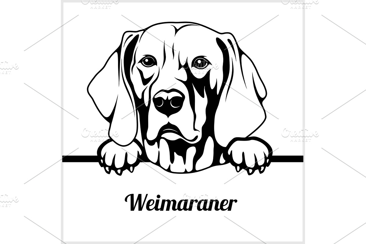 Weimaraner - Peeking Dogs - breed in Illustrations - product preview 8