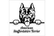 American Staffordshire Terrier -