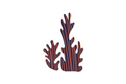 Seaweed Underwater Natural Plant