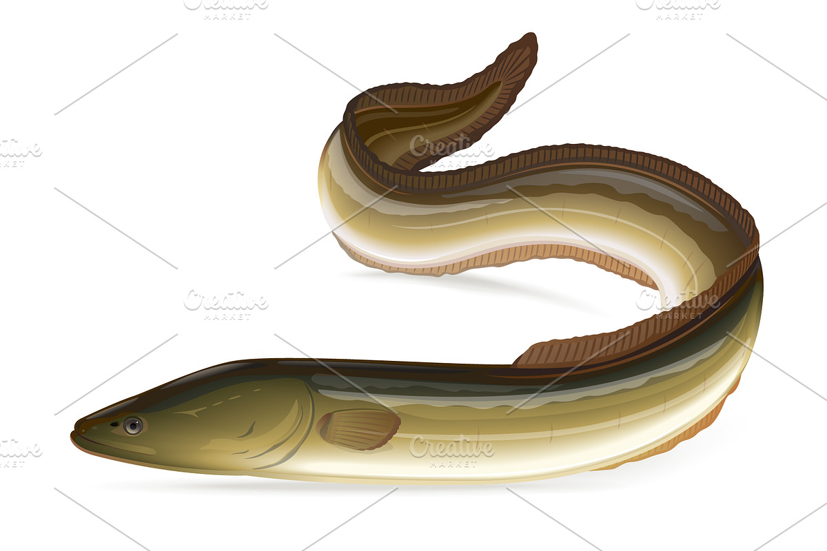 European eel fish in Illustrations - product preview 8