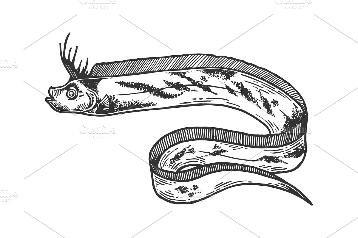 Giant oarfish sketch engraving in Illustrations - product preview 8