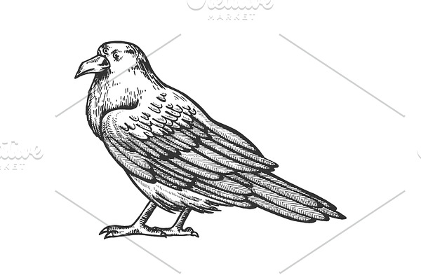Crow with three eyes engraving