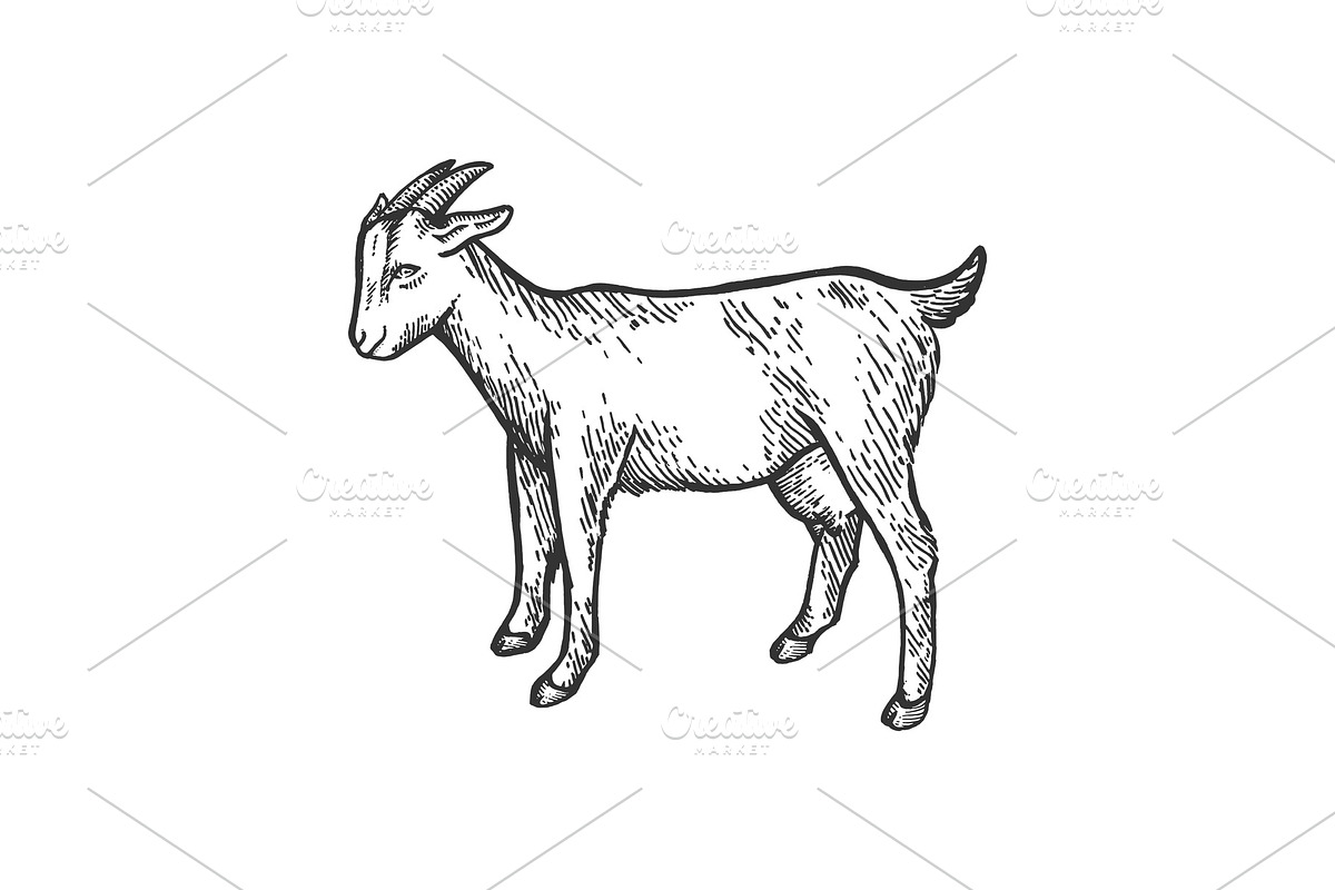 Goat farm animal sketch engraving in Illustrations - product preview 8