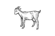Goat farm animal sketch engraving