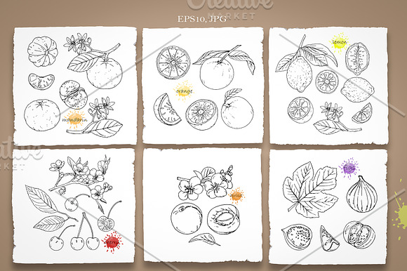 Big Set // Fruits and Berries in Illustrations - product preview 1