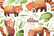 Watercolor Red Pandas Clipart