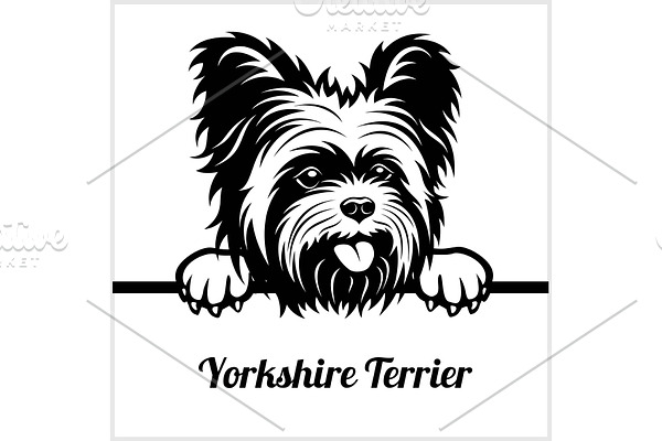 Yorkshire Terrier - Peeking Dogs - -