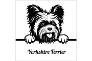 Yorkshire Terrier - Peeking Dogs - -