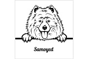 Samoyed - Peeking Dogs - - breed
