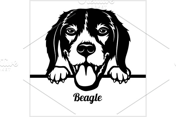 Beagle - Peeking Dogs - - breed face