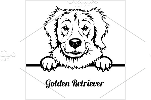 Golden Retriever - Peeking Dogs - -