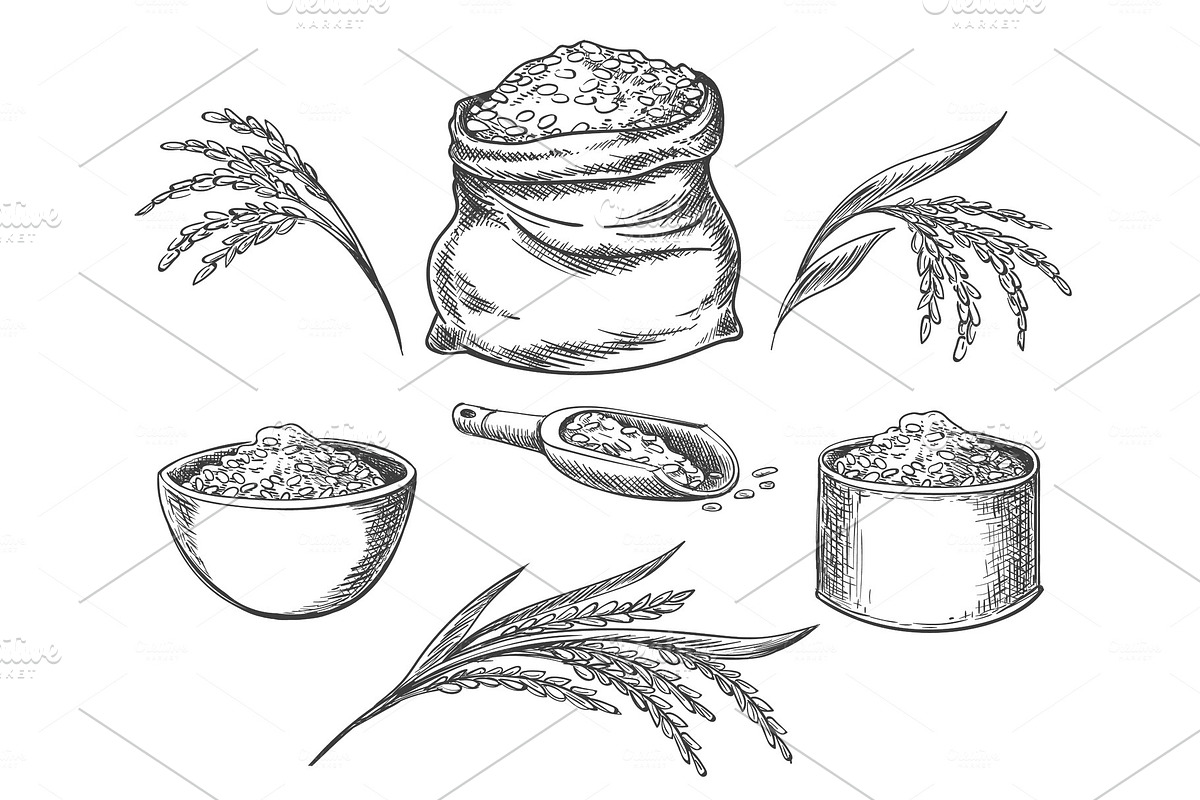 Cereal rice isolated on white in Illustrations - product preview 8
