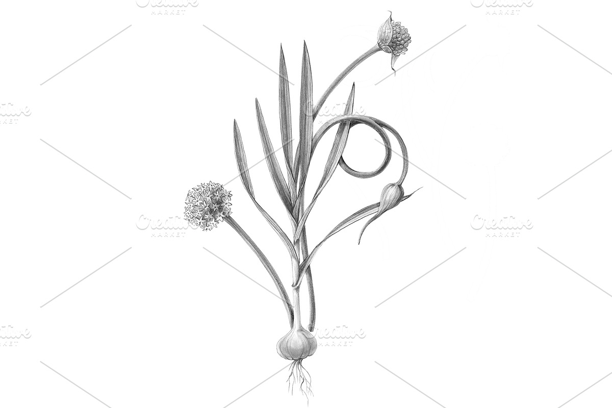 Garlic Plant Pencil Illustration in Illustrations - product preview 8