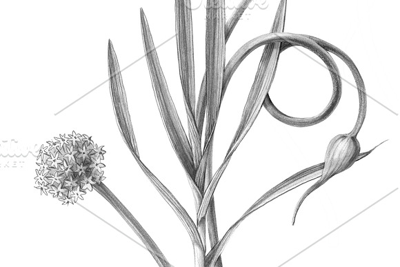 Garlic Plant Pencil Illustration in Illustrations - product preview 1