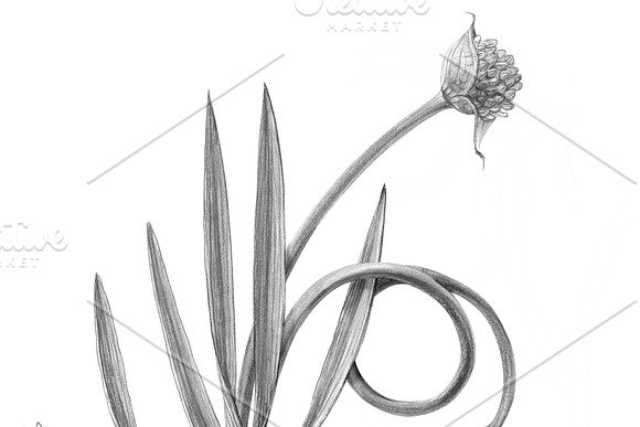 Garlic Plant Pencil Illustration in Illustrations - product preview 2