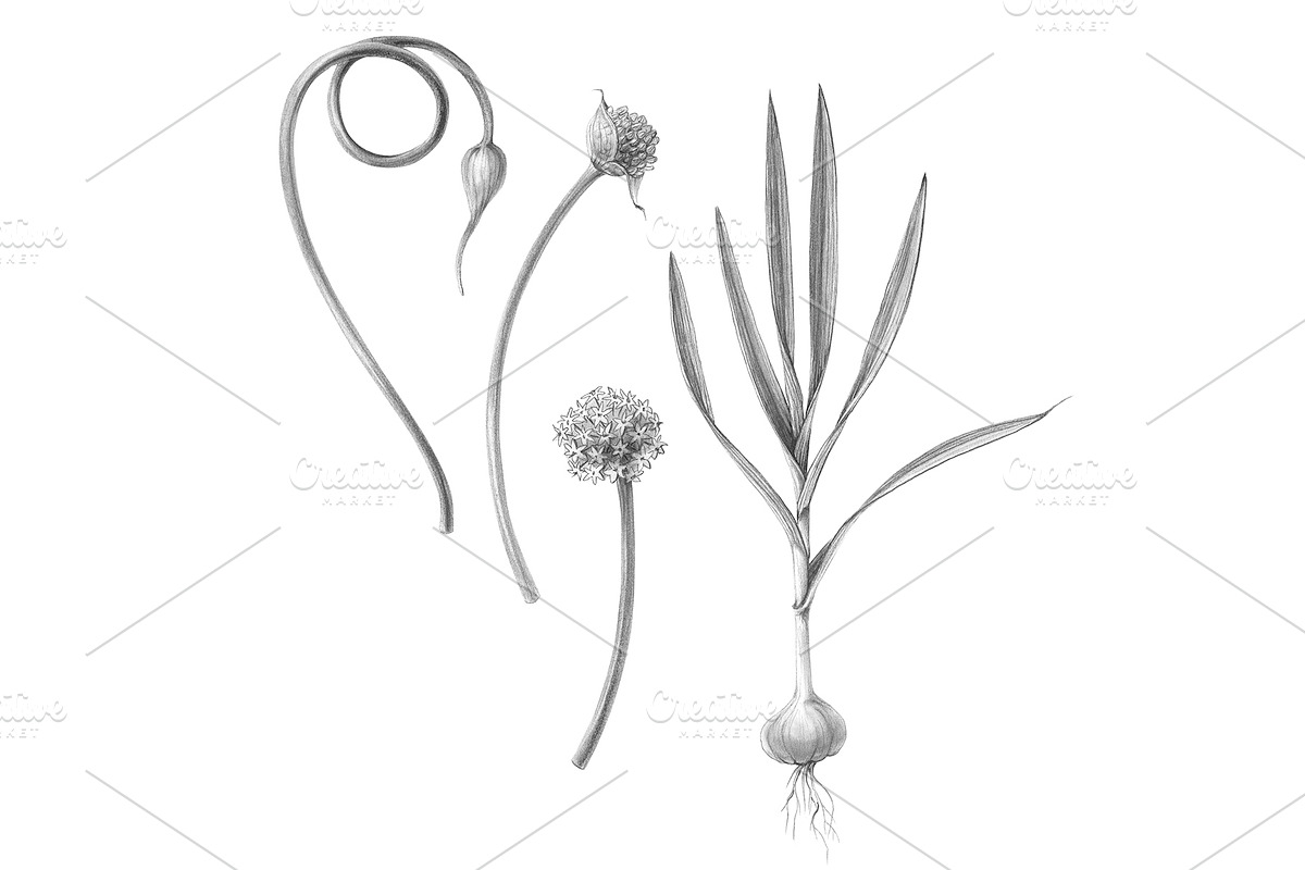 Garlic Plant Pencil Illustration in Illustrations - product preview 8