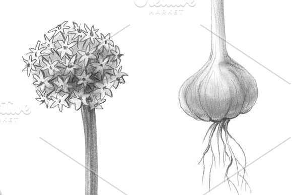 Garlic Plant Pencil Illustration in Illustrations - product preview 2