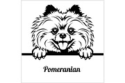 Pomeranian - Peeking Dogs - - breed
