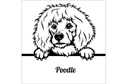 Poodle - Peeking Dogs - breed face