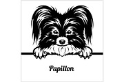Papillon - Peeking Dogs - - breed