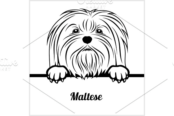 Maltese - Peeking Dogs - - breed