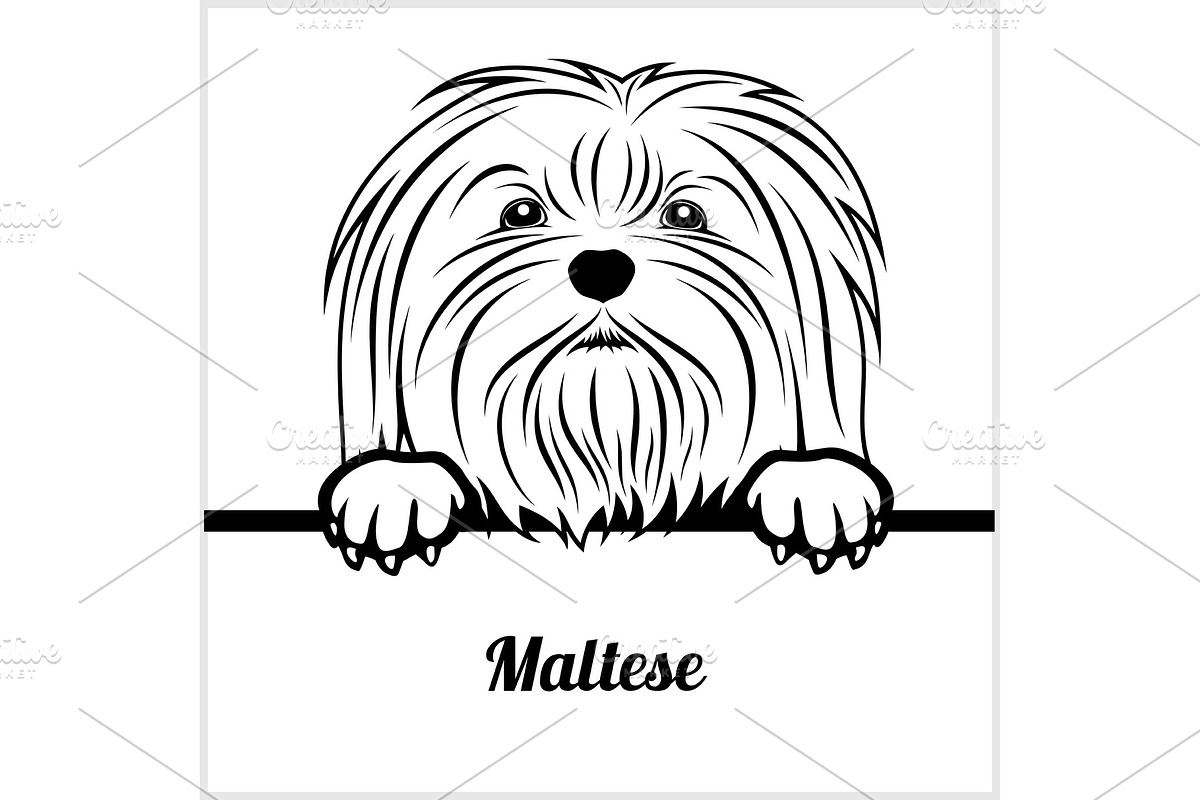 Maltese - Peeking Dogs - - breed in Illustrations - product preview 8