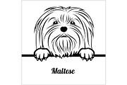 Maltese - Peeking Dogs - - breed