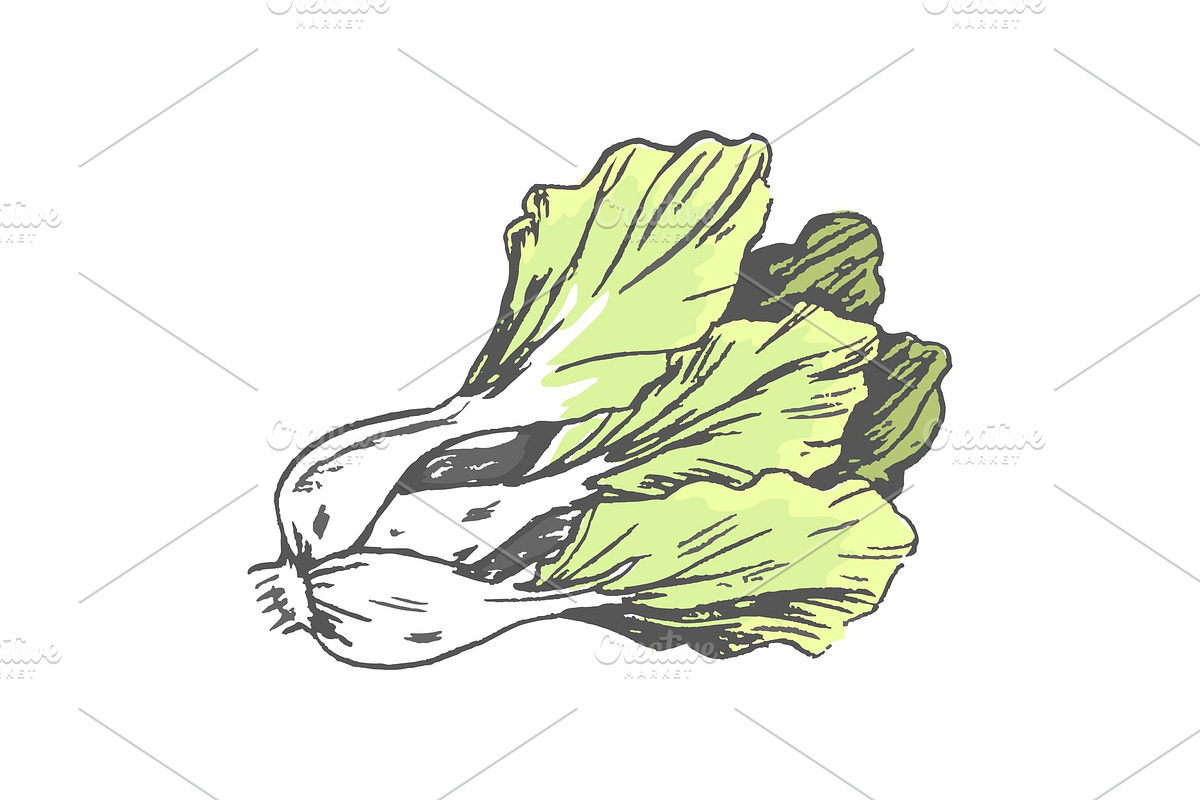 Romaine Lettuce Close up Graphic in Illustrations - product preview 8