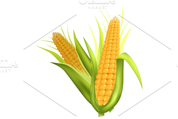 Two Fresh Corn Cobs with Green