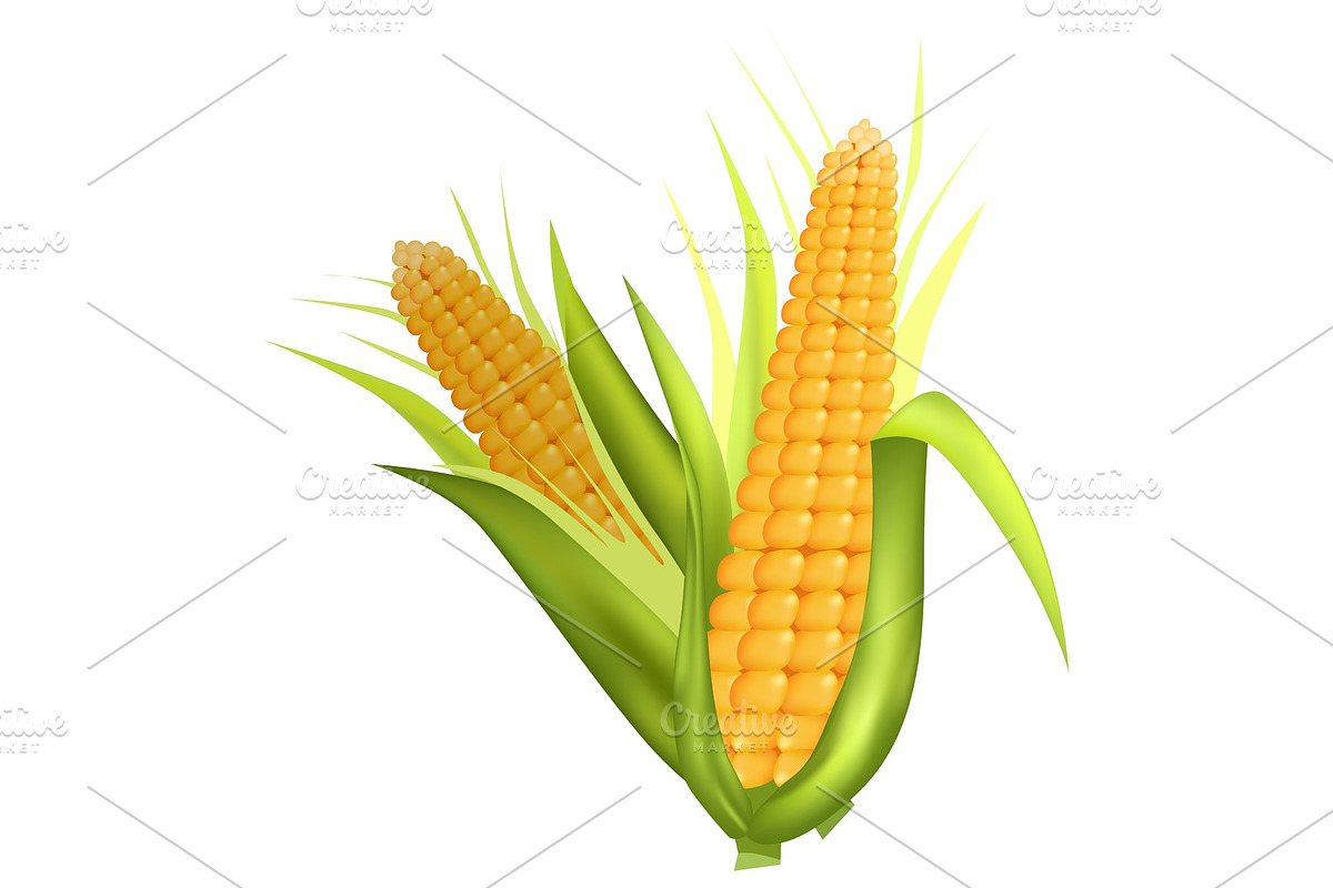 Two Fresh Corn Cobs with Green in Illustrations - product preview 8