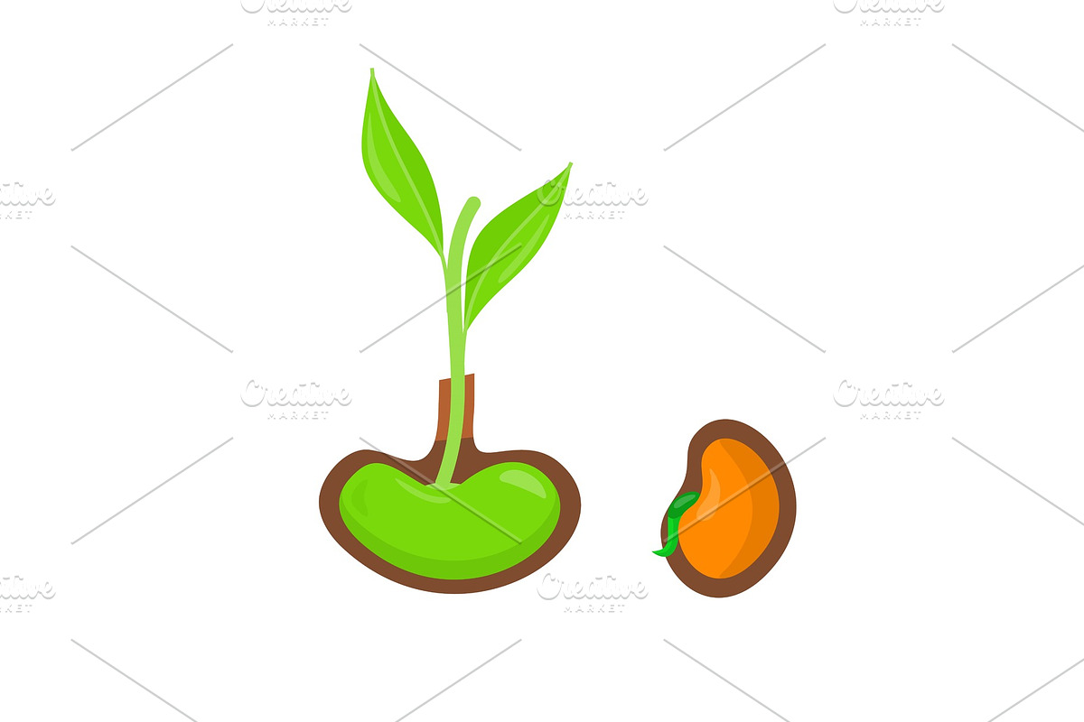 Plant Growing from Seed, Start of in Illustrations - product preview 8