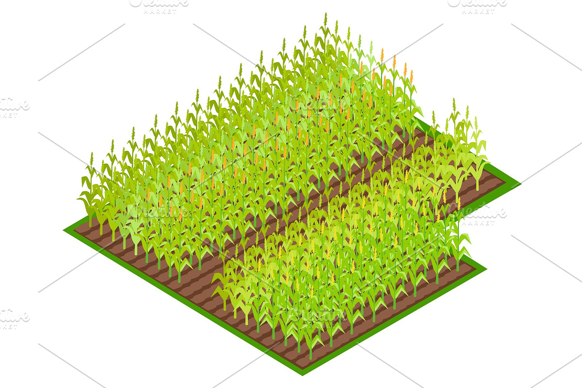 Field with Growing Corn Crops VectoI in Illustrations - product preview 8