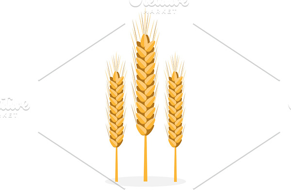 Golden Organic Bread Spikes Isolated