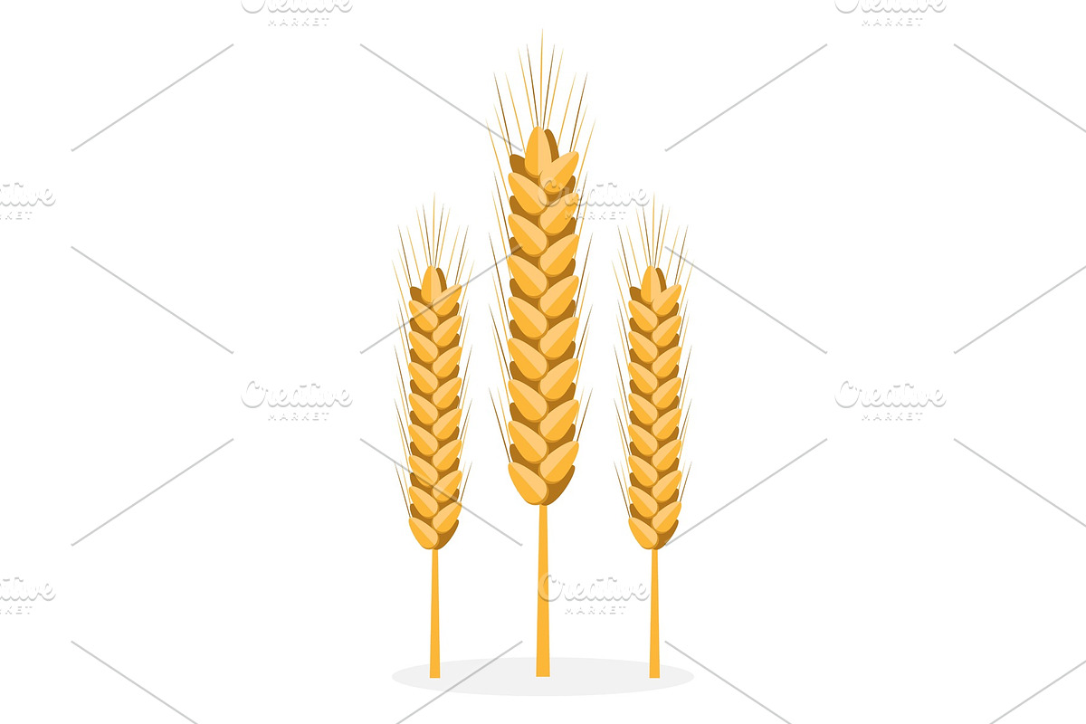 Golden Organic Bread Spikes Isolated in Illustrations - product preview 8