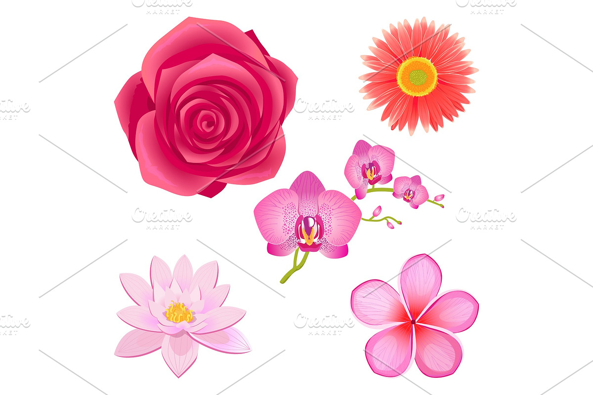 Amazing Pink Flowers Isolated in Illustrations - product preview 8