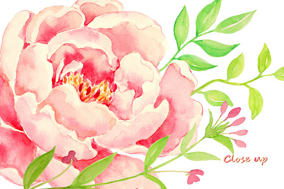 Wedding Pink Peony Peach Peony in Illustrations - product preview 2