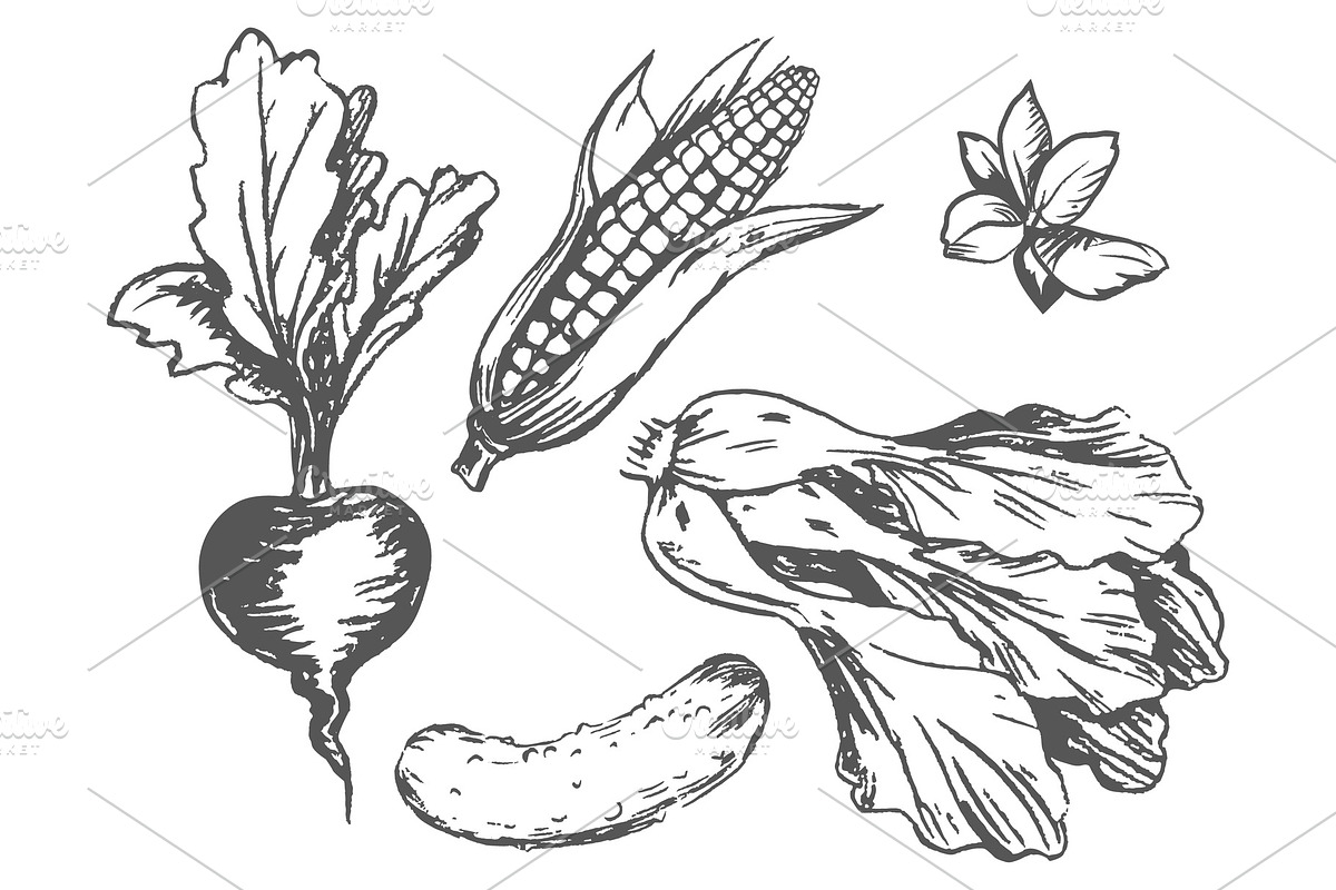 Colorless Graphic Vegetables at in Illustrations - product preview 8