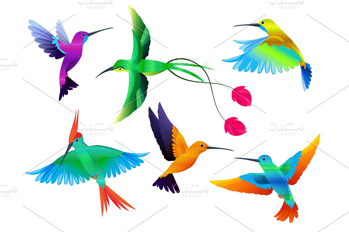 Tropical birds. Hummingbirds toucan in Graphics - product preview 8