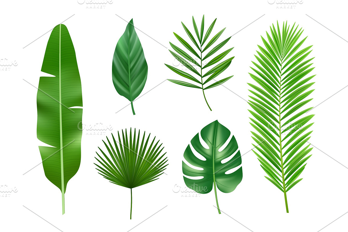 Tropical plants. Exotic eco nature in Graphics - product preview 8