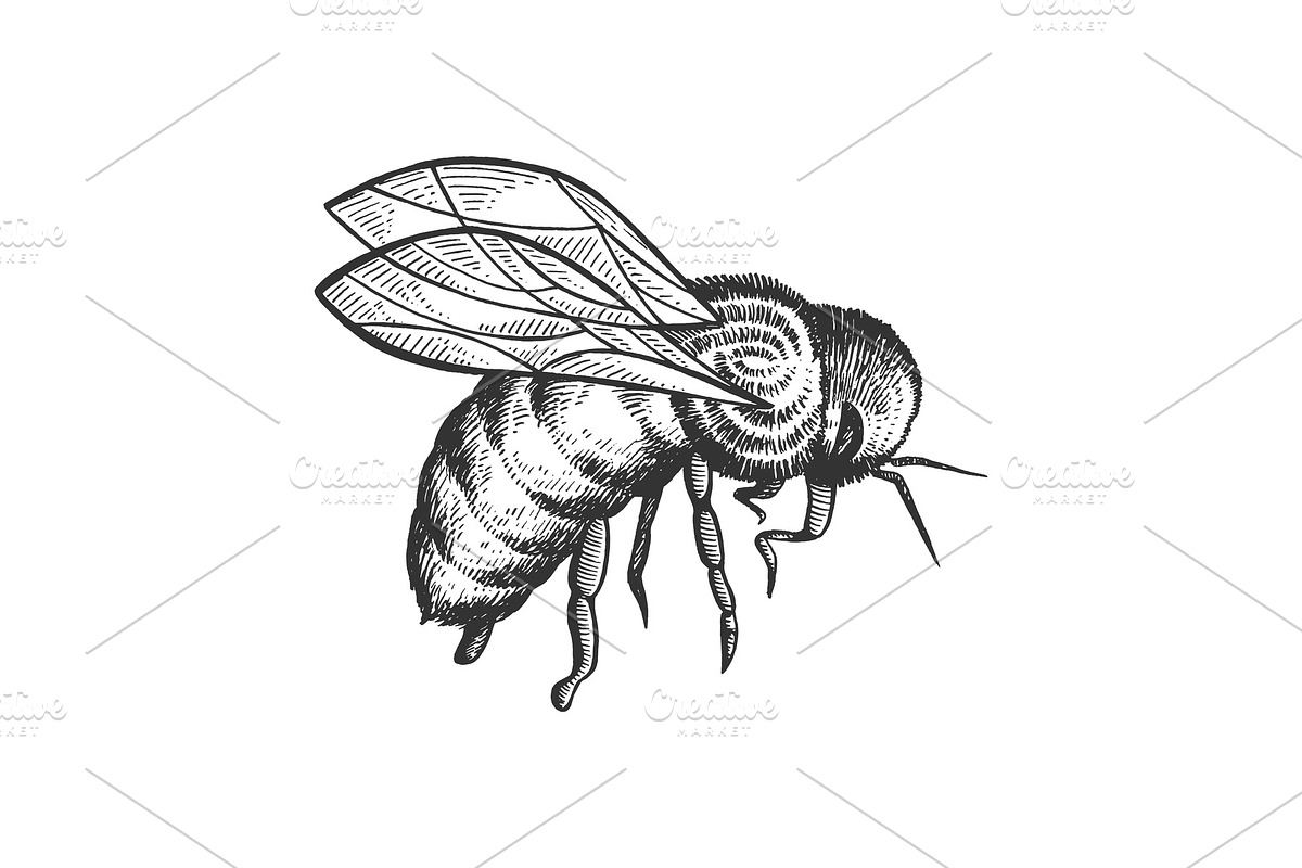 Bee insect animal sketch engraving in Illustrations - product preview 8