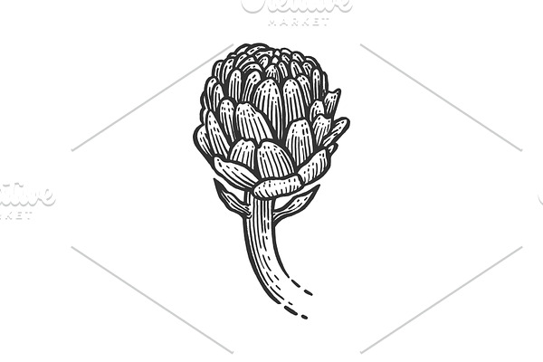 Artichoke sketch engraving vector