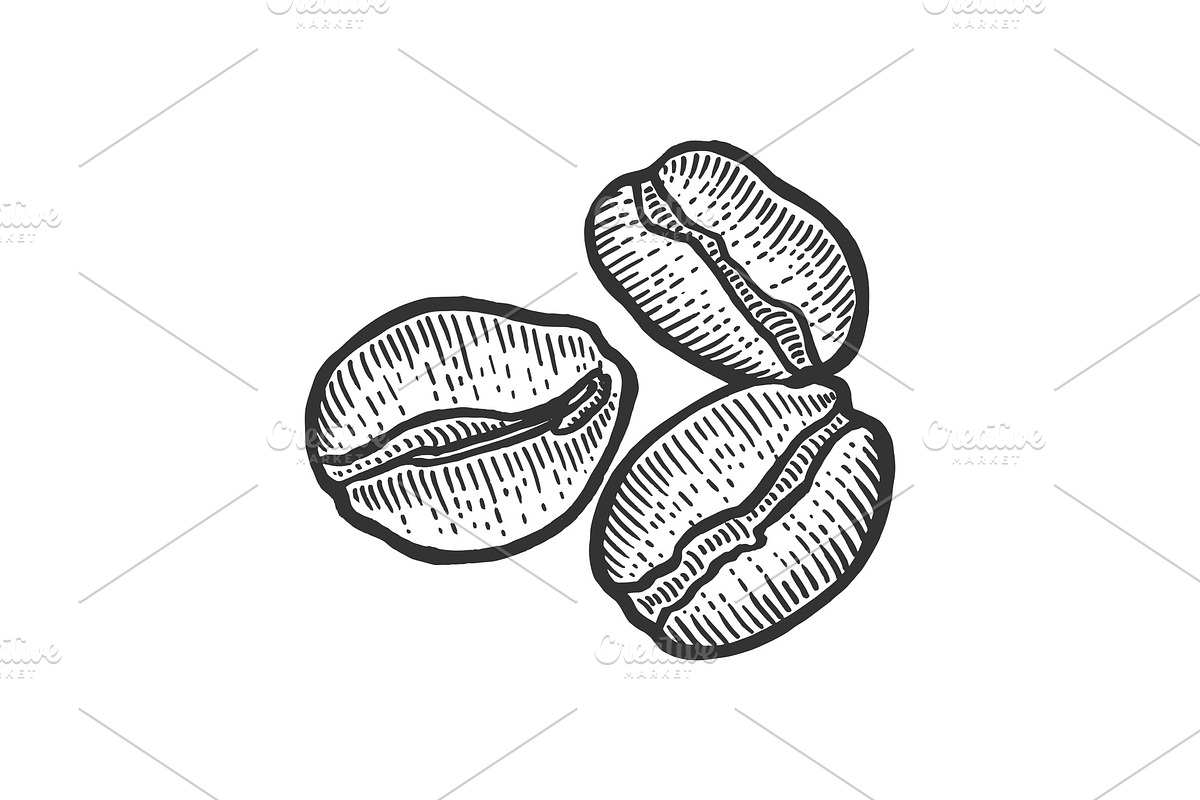Coffee beans sketch engraving vector in Illustrations - product preview 8