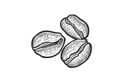 Coffee beans sketch engraving vector