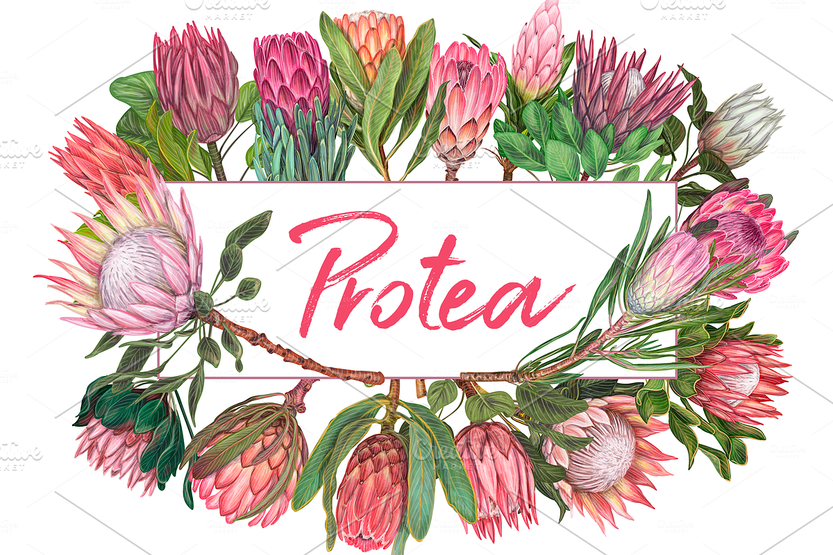 Protea flowers. Awesome blossom. in Illustrations - product preview 8