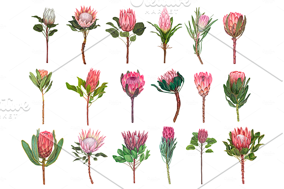 Protea flowers. Awesome blossom. in Illustrations - product preview 2