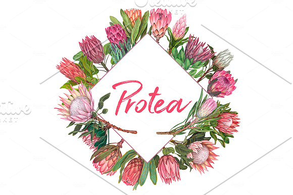 Protea flowers. Awesome blossom. in Illustrations - product preview 3