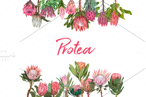 Protea flowers. Awesome blossom. in Illustrations - product preview 4