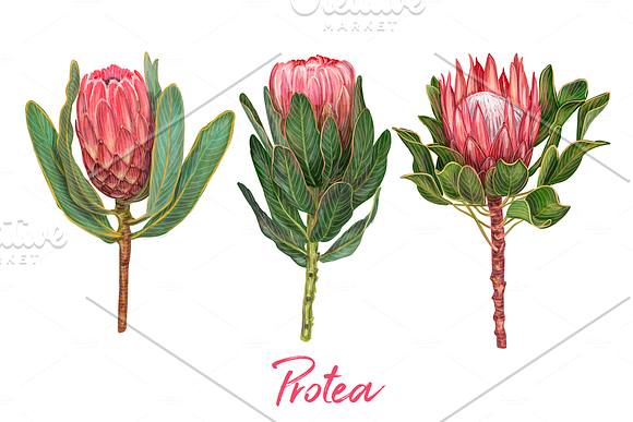 Protea flowers. Awesome blossom. in Illustrations - product preview 5