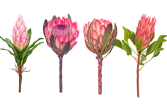 Protea flowers. Awesome blossom. in Illustrations - product preview 6
