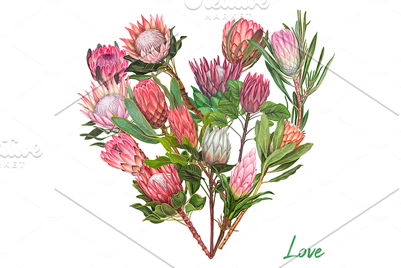 Protea flowers. Awesome blossom. in Illustrations - product preview 7